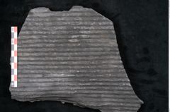 Foto (Detailansicht) von Sigillaria angusta Brongniart (NHMW-GEO-2024-0188-11091)